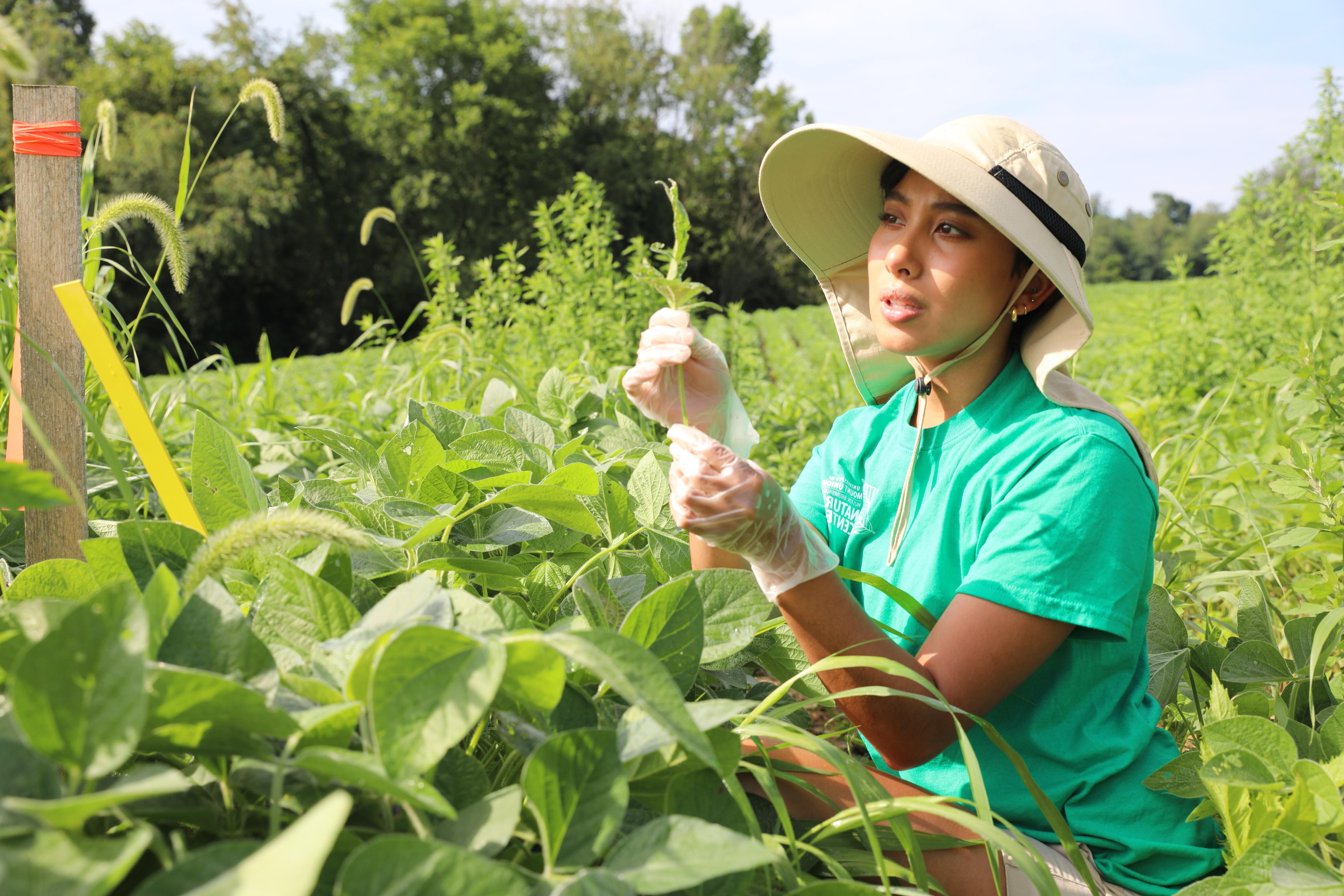 A student observes a leaf in a soy bean field